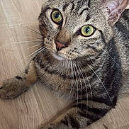 Tamara Ethou participe au concours pour gagner de l'argent avec cette photo : animal, cat, closeup, curious, cute, domestic_cat, feline, floor, fur, green_eyes, indoor, laying_down, mammal, paw, pet, striped, tabby, whiskers, wooden_floor, young_cat