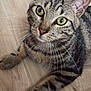 animal, cat, closeup, curious, cute, domestic_cat, feline, floor, fur, green_eyes, indoor, laying_down, mammal, paw, pet, striped, tabby, whiskers, wooden_floor, young_cat