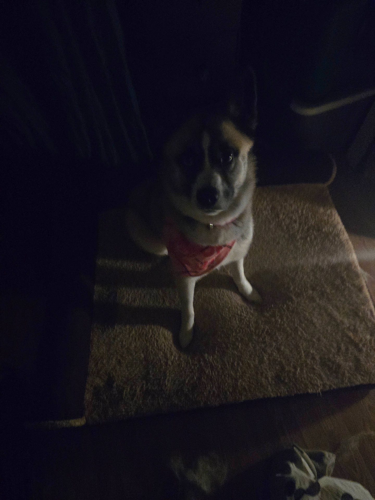 animal, bandana, canine, companion, cozy, cute, dark, dim_lighting, dog, floor, fur, home, indoor, looking_up, mat, pet, portrait, quiet, shadow, sitting