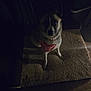 dog, pet, bandana, mat, indoor, dim_lighting, shadow, floor, animal, canine, fur, sitting, looking_up, dark, home, cozy, quiet, companion, cute, portrait