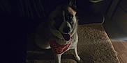 Cherokee joined the competition — help win amazing prizes! dog, pet, bandana, indoor, plush_bed, carpet, floor, canine, animal, sitting, tongue_out, happy, domestic_animal, fur, ears, snout, paw, looking_up, shadow, low_light