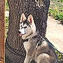 Bear joined the competition — help win amazing prizes! dog, puppy, siberian_husky, animal, pet, tree, leash, outdoor, grass, sunlight, canine, fur, ears, tongue, sitting, nature, daytime, young, cute, friendly
