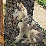 Bear is registered to the contest to win money with this photo: dog, puppy, husky, sitting, tree, leash, outdoor, grass, sunlight, pet, animal, canine, fur, nature, young, cute, tongue_out, collar, resting, side_view