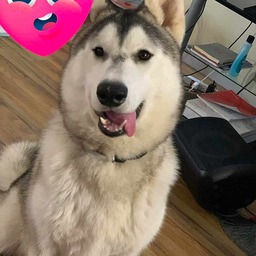 Bear is registered to the contest to win money with this photo: animal, books, collar, cute, dog, ears, face, fluffy, funny, gaming_console, heart_emoji, household, indoor, pet, playful, siberian_husky, smiling, tongue_out, trash_bin, wooden_floor