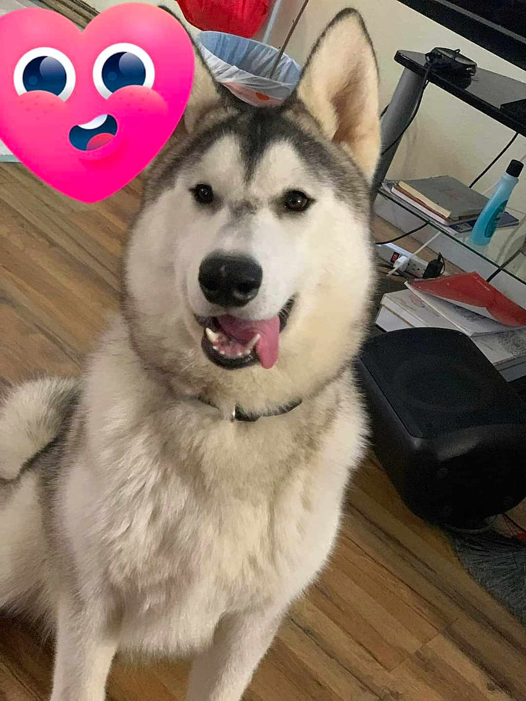 Bear is registered to the contest to win money with this photo: dog, siberian_husky, indoor, wooden_floor, tongue_out, pet, fluffy, playful, household, books, trash_bin, gaming_console, collar, ears, face, animal, cute, smiling, heart_emoji, funny