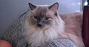 Ava is registered to the contest to win money with this photo: cat, fluffy, long_hair, blue_eyes, pet, animal, feline, portrait, indoor, couch, sofa, gray, cozy, relaxed, sitting, lying_down, whiskers, ears, string_lights, home_decor