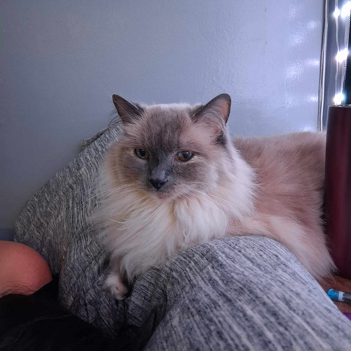 Ava