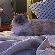 Ava is registered to the contest to win money with this photo: cat, fluffy_cat, long_hair, gray_cat, pet, animal, bed, bedroom, blanket, pillow, striped_pillow, indoor, home, cozy, lounging, lying_down, portrait, whiskers, ears, speaker