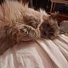 Ava joined the competition — help win amazing prizes! cat, cats, fluffy, long_hair, fur, feline, pet, cuddling, sleeping, relaxed, bed, blanket, indoor, bedroom, home, warm_lighting, cozy, close_up, whiskers, ears