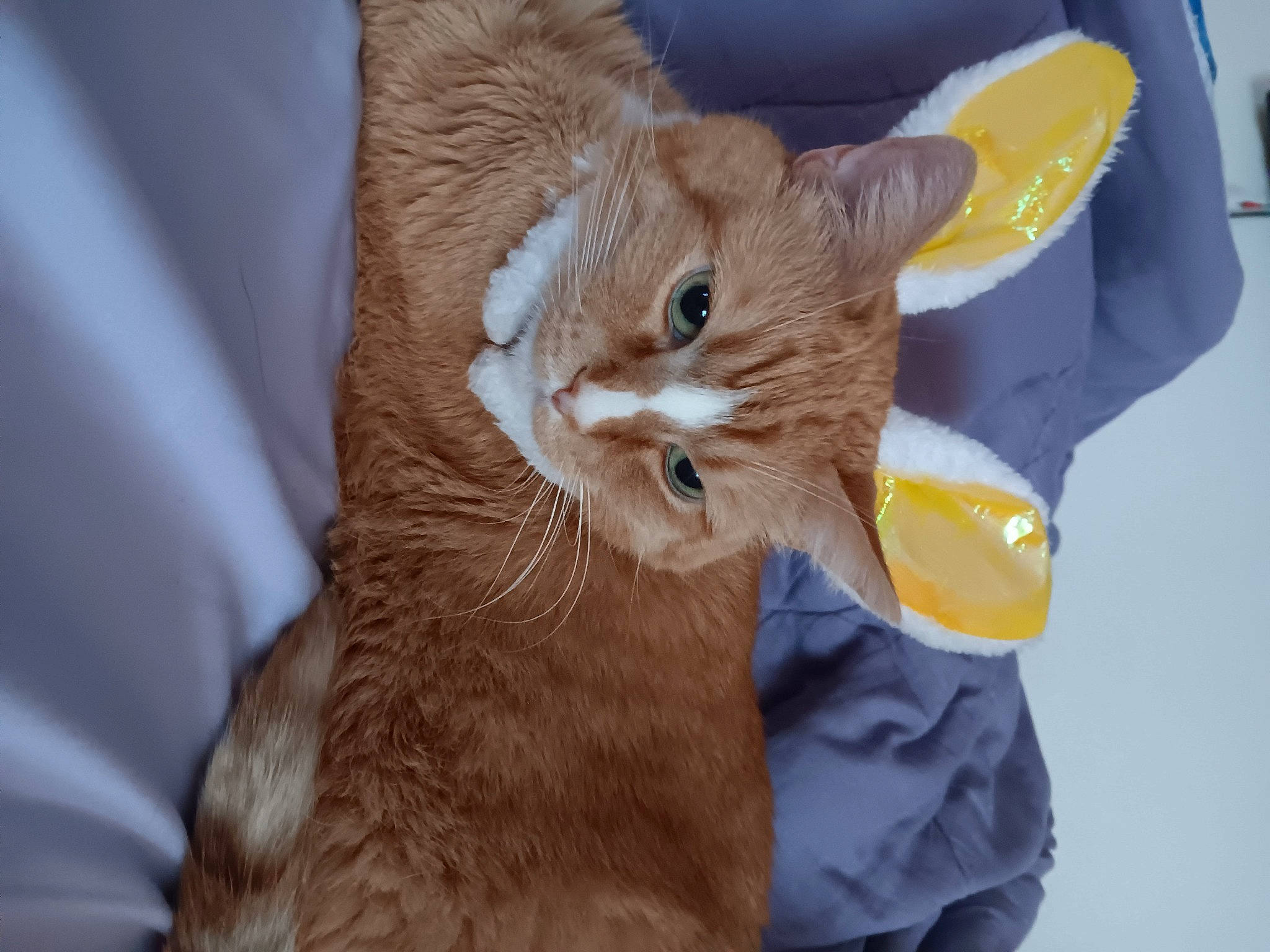 Elsa is registered to the contest to win money with this photo: canidae, carnivore, cat, claw, comfort, domestic_short_haired_cat, ear, fawn, felidae, fur, gesture, hat, orange, paw, small_to_medium_sized_cats, snout, tail, whiskers, wood