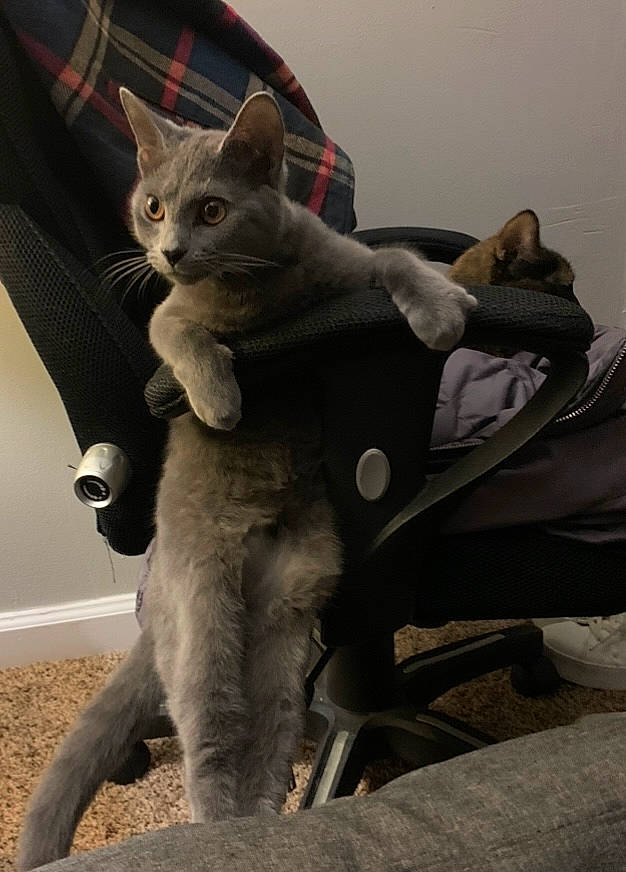 Juniper joined the competition — help win amazing prizes! art, carnivore, cat, claw, comfort, domestic_short_haired_cat, fawn, felidae, fur, gesture, grey, paw, russian_blue, sitting, small_to_medium_sized_cats, snout, tail, whiskers