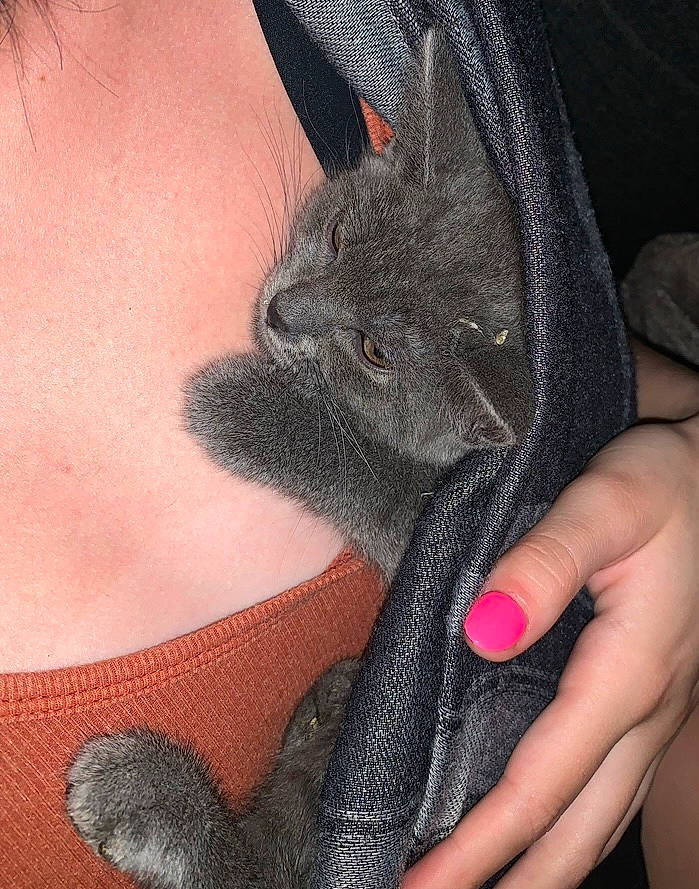 Juniper is registered to the contest to win money with this photo: cat, chest, comfort, denim, fashion_accessory, felidae, finger, flesh, foot, fur, gesture, grey, human_leg, nail, small_to_medium_sized_cats, temporary_tattoo, thigh, thread, whiskers, wrist