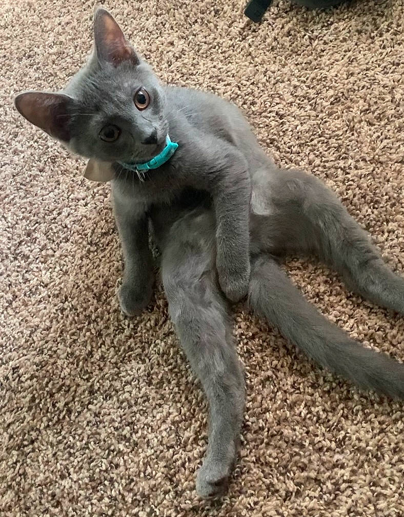 Juniper is registered to the contest to win money with this photo: carnivore, cat, claw, dog_breed, domestic_short_haired_cat, electric_blue, fawn, felidae, fur, paw, russian_blue, small_to_medium_sized_cats, snout, tail, terrestrial_animal, whiskers