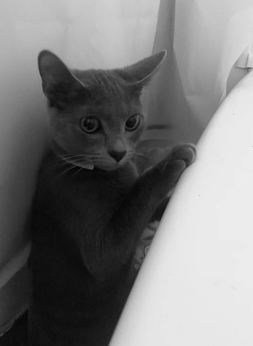 Juniper joined the competition — help win amazing prizes! carnivore, cat, comfort, domestic_short_haired_cat, ear, felidae, fur, grey, monochrome, monochrome_photography, sitting, small_to_medium_sized_cats, snout, tail, whiskers