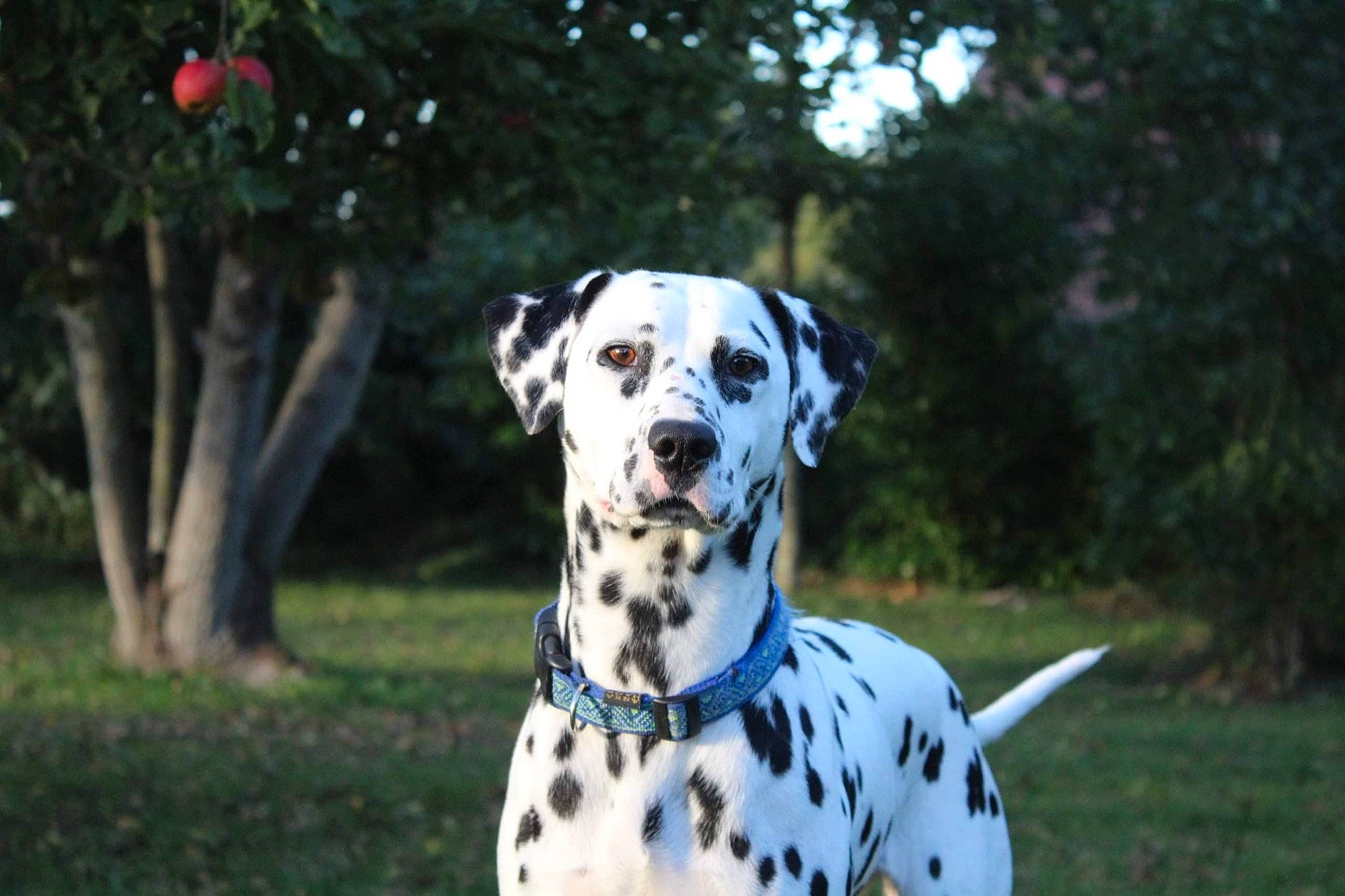 Plume participe au concours pour gagner de l'argent avec cette photo : canidae, carnivore, companion_dog, dalmatian, dog, dog_breed, mammal, non_sporting_group, snout, sporting_group, vertebrate