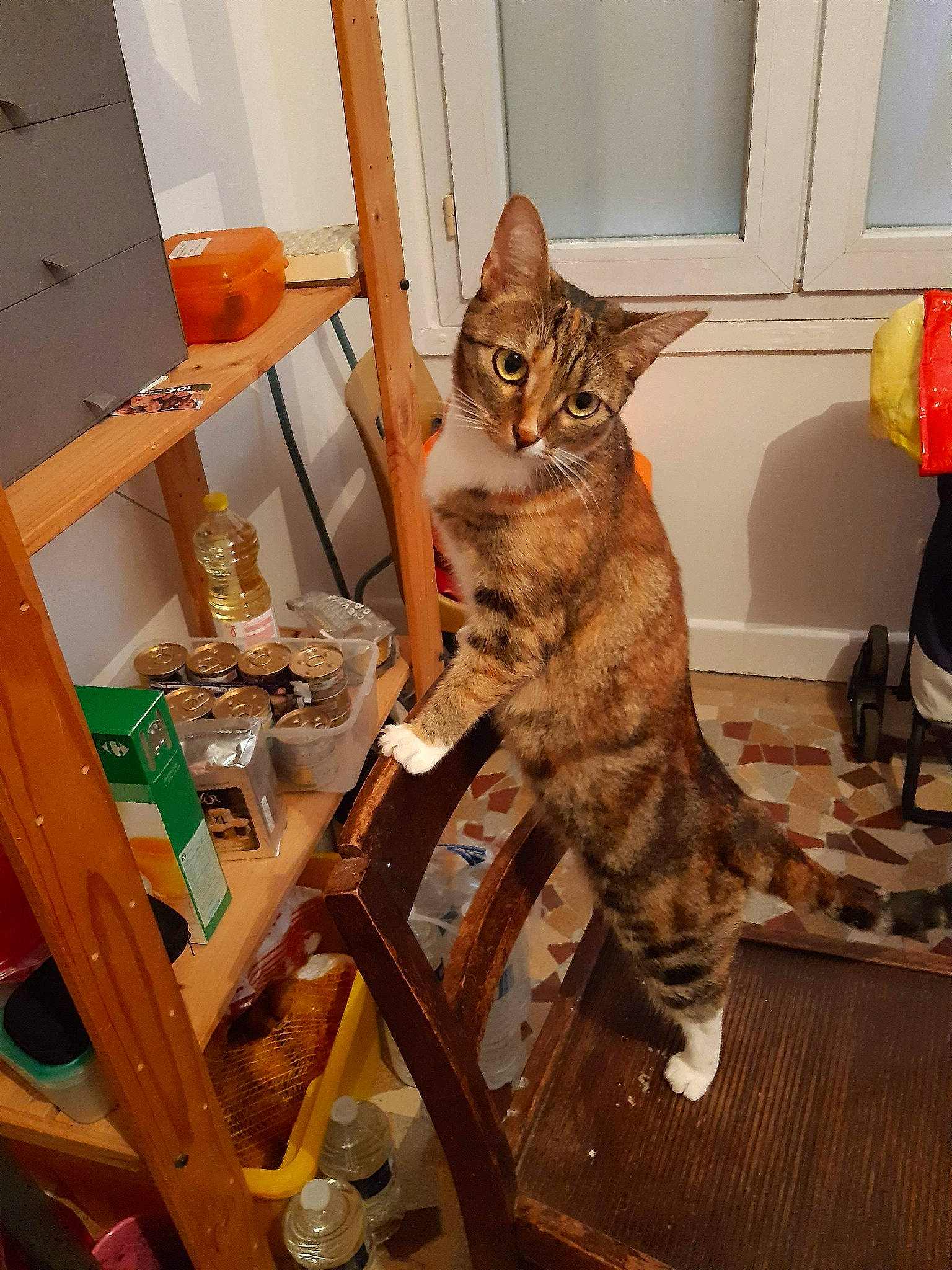 Ambre participe au concours pour gagner de l'argent avec cette photo : carnivore, cat, cat_supply, chair, comfort, domestic_short_haired_cat, door, fawn, felidae, flooring, fur, hardwood, paw, pet_supply, room, small_to_medium_sized_cats, tail, terrestrial_animal, whiskers, wood