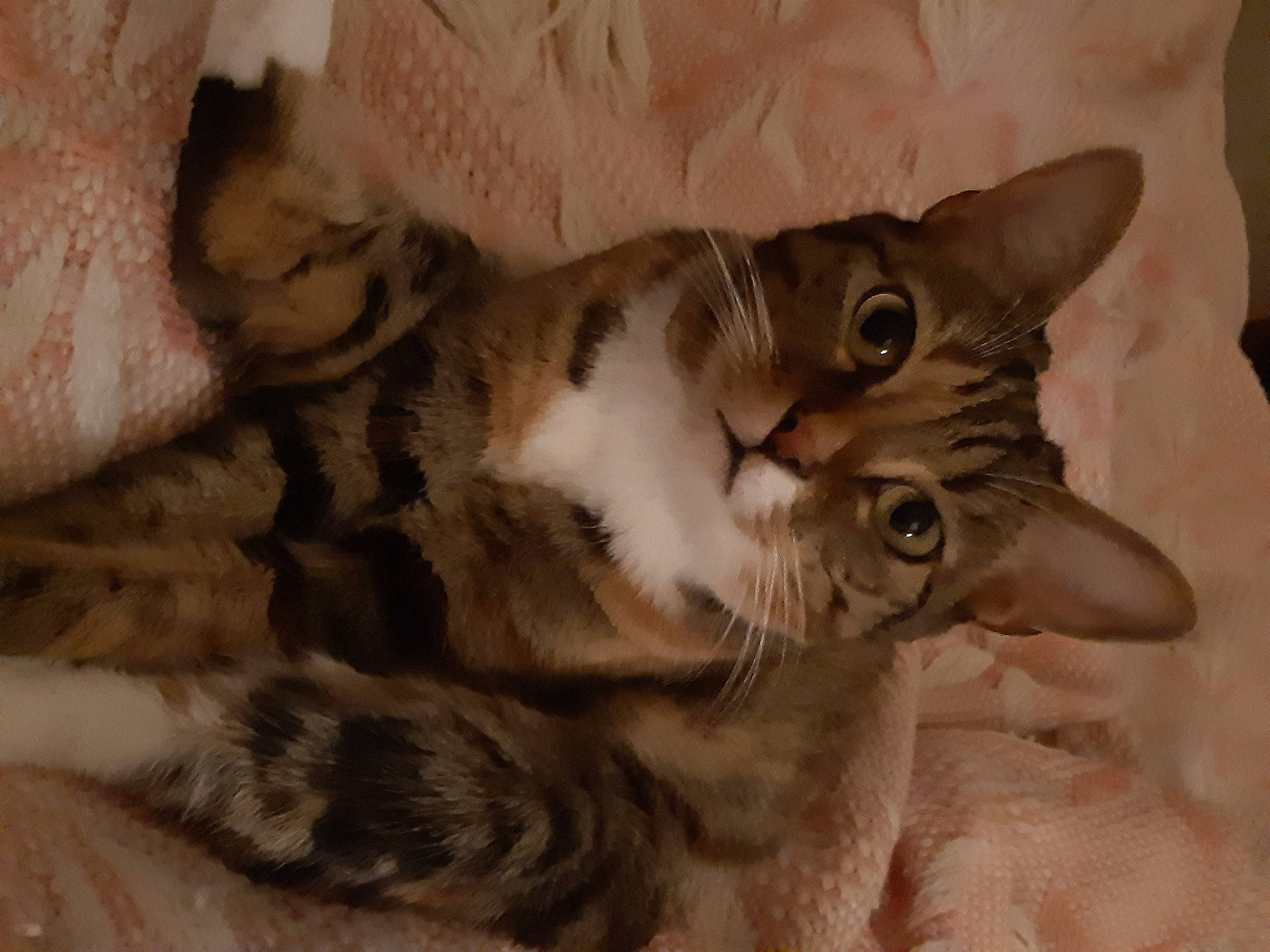 Ambre participe au concours pour gagner de l'argent avec cette photo : carnivore, cat, claw, domestic_short_haired_cat, ear, fawn, felidae, fur, paw, small_to_medium_sized_cats, snout, tail, whiskers, wood