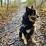 animal, canine, dog, germanshepherd, husky, land, leaf, nature, outdoors, path, pet, plant, puppy, road, slate, soil, trail, tree, vegetation, woodland