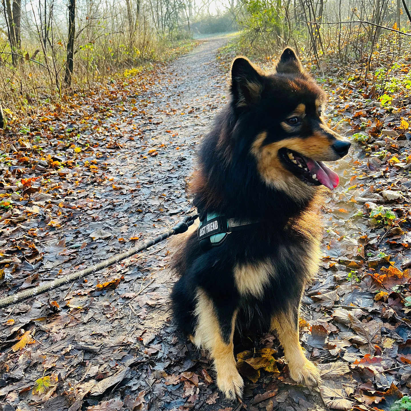 Tommy a rejoint le concours — aidez-le/la à gagner de superbes lots ! animal, canine, dog, germanshepherd, husky, land, leaf, nature, outdoors, path, pet, plant, puppy, road, slate, soil, trail, tree, vegetation, woodland