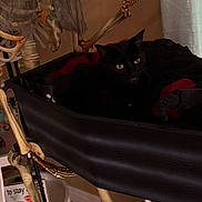 Sabby is registered to the contest to win money with this photo: cats, black_cats, animal, pets, feline, skeleton, bones, hammock, indoor, room, home_decor, spooky, halloween, dark, portrait, sitting, resting, radiator, wood_floor, curious