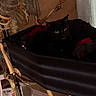 cats, black_cats, animal, pets, feline, skeleton, bones, hammock, indoor, room, home_decor, spooky, halloween, dark, portrait, sitting, resting, radiator, wood_floor, curious