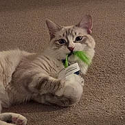 Sterling joined the competition — help win amazing prizes! cat, feline, pet, indoor, carpet, toy, playful, paws, whiskers, ears, bright_eyes, mouth, playing, close_up, portrait, fluffy, collar, id_tag, relaxed, living_room