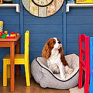 Bueno is registered to the contest to win money with this photo: dog, cavalier_king_charles_spaniel, pet, sitting, dog_bed, indoor, playroom, children_toys, colorful, clock, wooden_floor, blue_wall, yellow_chair, red_chair, shelves, storage_bins, table, floral_decor, portrait, home_interior