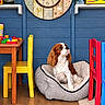 dog, cavalier_king_charles_spaniel, pet, sitting, dog_bed, indoor, playroom, children_toys, colorful, clock, wooden_floor, blue_wall, yellow_chair, red_chair, shelves, storage_bins, table, floral_decor, portrait, home_interior
