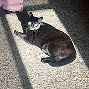 Milo joined the competition — help win amazing prizes! cat, black_cat, carpet, sunlight, shadow, indoor, pet, animal, feline, resting, striped_shadow, window_blinds, fur, whiskers, pink_furniture, relaxing, domestic_animal, daylight, floor, cute