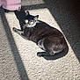 animal, black_cat, carpet, cat, cute, daylight, domestic_animal, feline, floor, fur, indoor, pet, pink_furniture, relaxing, resting, shadow, striped_shadow, sunlight, whiskers, window_blinds