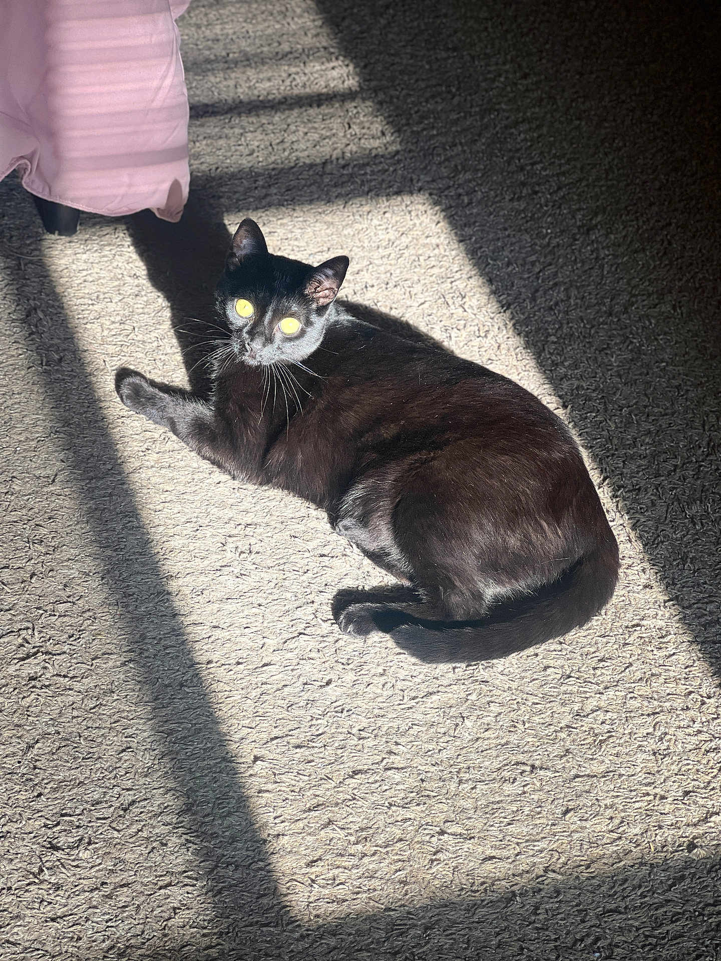 Milo