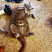 Moose is registered to the contest to win money with this photo: animal, carpet, cat, cozy, cute, diffuser, domestic_animal, floor, fur, gray_cat, hair_dryer, indoor, lying_down, mammal, paws, pet, relaxed, sleeping, tail, whiskers