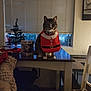 Snuggles joined the competition — help win amazing prizes! bib, blinds, cat, christmas_tree, cozy, decor, festive, figurine, funko_box, furniture, holiday, indoor, night, paws, pet, portrait, santa_costume, tabby_cat, table, window