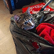 Snuggles joined the competition — help win amazing prizes! cardboard_box, cat, closeup, coca_cola_box, curious, ear, floor, furniture_leg, home_interior, indoor, pet, plastic, playful, portrait, red_blanket, tabby_cat, torn_bag, trash_bag, whiskers, wide_eyes