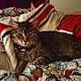Tigger is registered to the contest to win money with this photo: bed, bell, blanket, cat, closeup, collar, comforter, cozy, fur, indoor, pattern, paw, pet, portrait, resting, sleepy, striped, tabby_cat, textile, whiskers