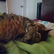 Tigger is registered to the contest to win money with this photo: bed, bedroom, blanket, cat, closeup, covering_face, cozy, curled_up, domestic_animal, door, dresser, fan, fur, indoor, nap, paws, pet, sleeping, tabby_cat, whiskers