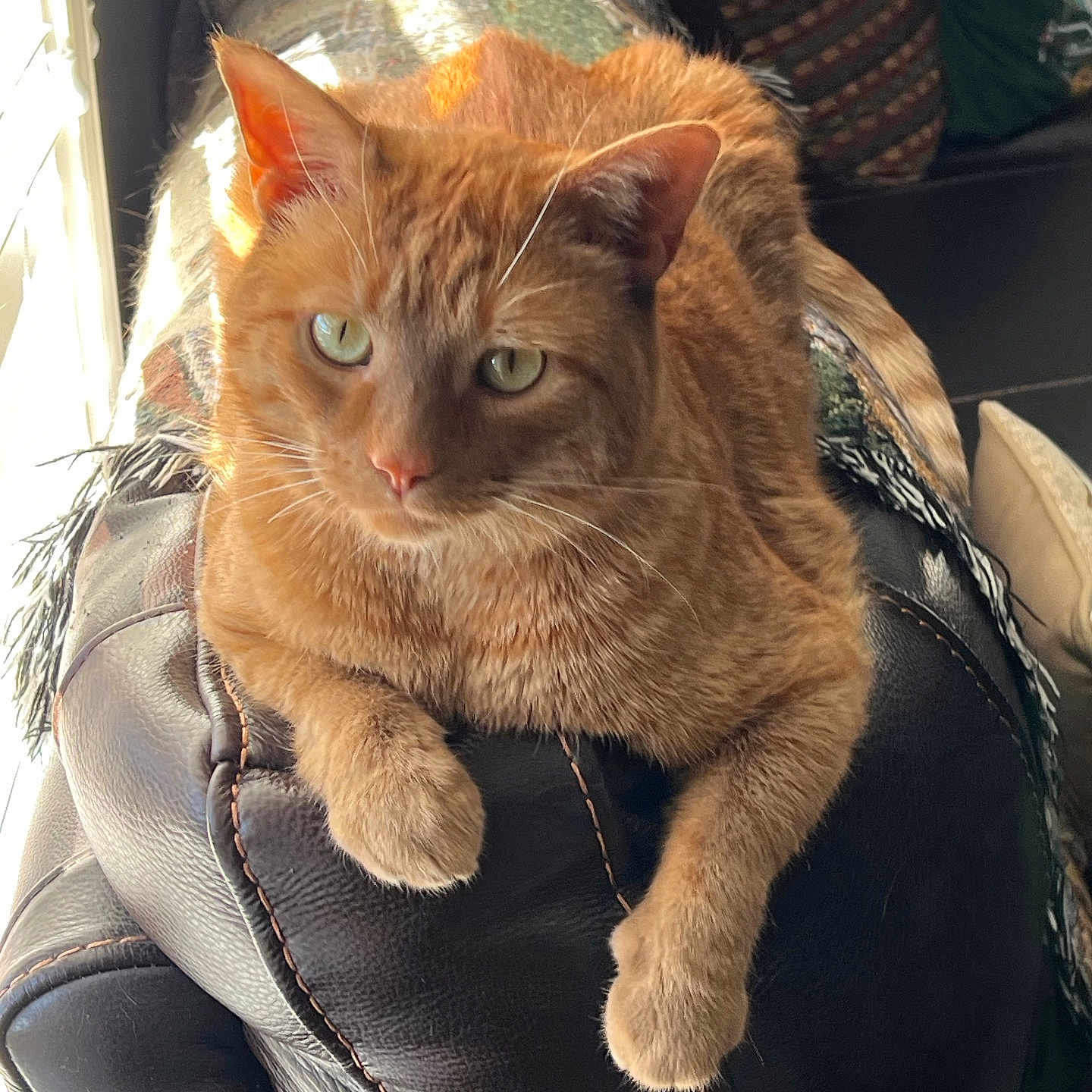 Winston is registered to the contest to win money with this photo: animal, blanket, cat, comfortable, cozy, domestic, feline, fur, ginger_cat, green_eyes, home, indoor, leather_chair, paws, pet, relaxed, resting, sunlight, whiskers, window_light