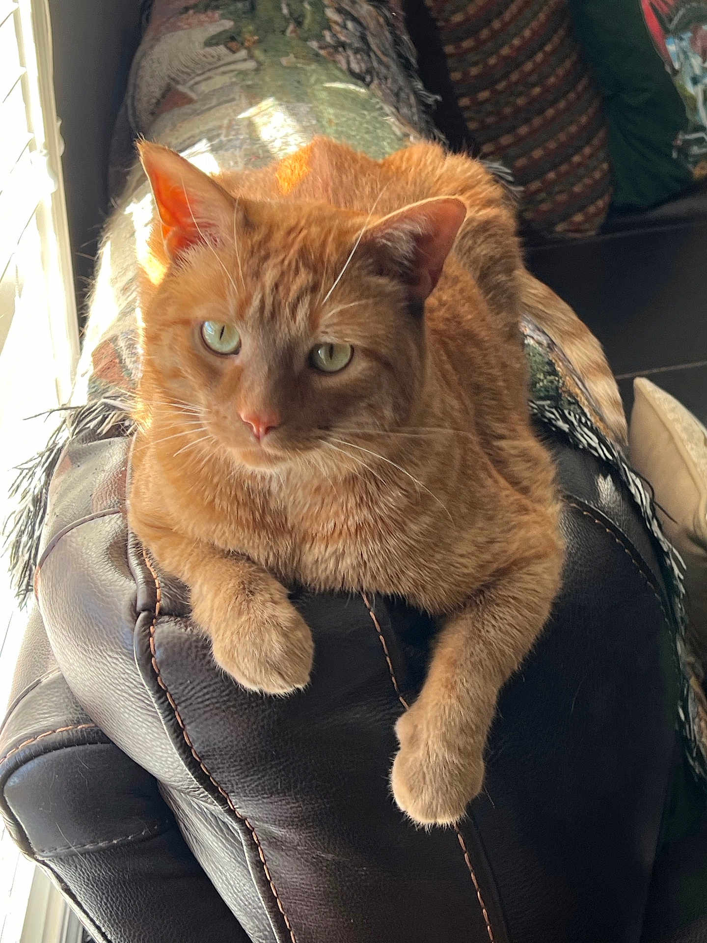Winston is registered to the contest to win money with this photo: cat, ginger_cat, pet, animal, feline, indoor, leather_chair, sunlight, window_light, relaxed, resting, cozy, blanket, home, fur, whiskers, paws, green_eyes, domestic, comfortable