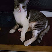 Christelle Olivier a rejoint le concours — aidez-le/la à gagner de superbes lots ! cat, pet, animal, feline, white, gray, striped, fur, paw, ears, whiskers, indoor, curious, looking, sitting, resting, wooden_surface, dark_background, cute, domestic