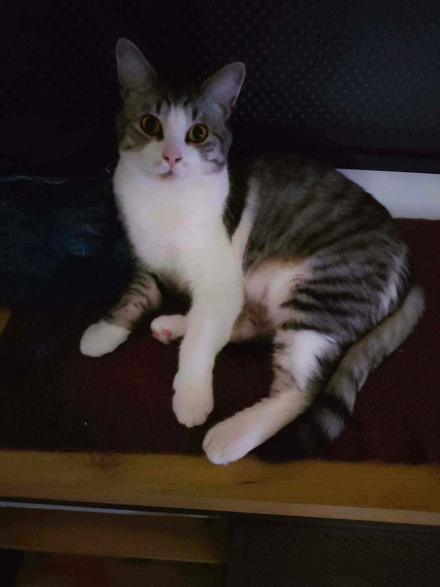 Christelle Olivier a rejoint le concours — aidez-le/la à gagner de superbes lots ! cat, pet, animal, feline, white, gray, striped, fur, paw, ears, whiskers, indoor, curious, looking, sitting, resting, wooden_surface, dark_background, cute, domestic