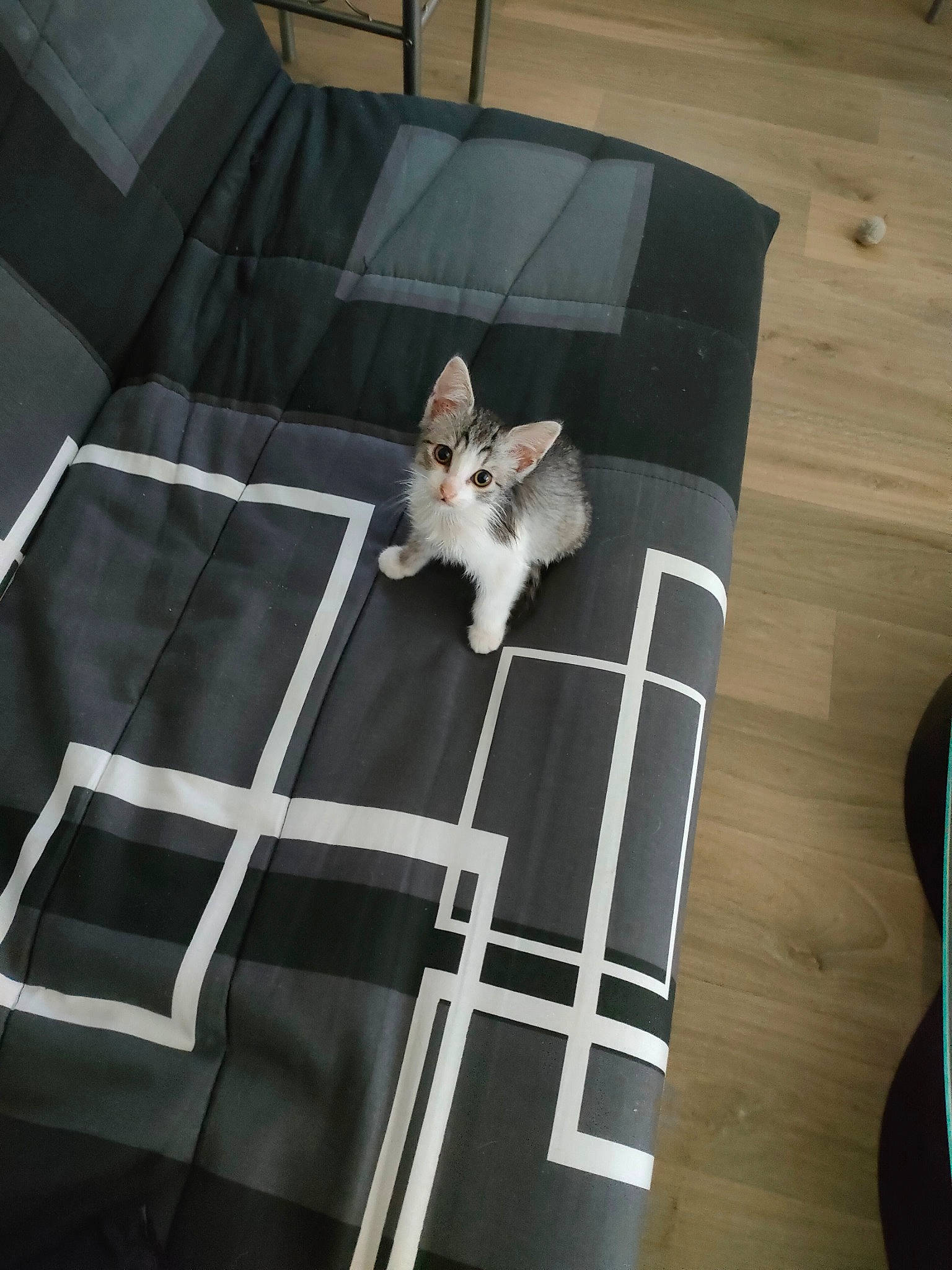 Haribo a rejoint le concours — aidez-le/la à gagner de superbes lots ! canidae, carnivore, companion_dog, eyewear, fawn, felidae, flooring, grey, hardwood, metal, outdoor_furniture, plywood, room, small_to_medium_sized_cats, sporting_group, sunglasses, tail, toy_dog, whiskers, wood