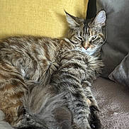 Zoa a rejoint le concours — aidez-le/la à gagner de superbes lots ! cat, tabby, feline, fluffy, pet, animal, cushion, yellow, gray, soft, resting, relaxed, indoors, fur, whiskers, ears, paw, cozy, sleepy, laying