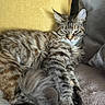 animal, cat, cozy, cushion, ears, feline, fluffy, fur, gray, indoors, laying, paw, pet, relaxed, resting, sleepy, soft, tabby, whiskers, yellow