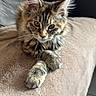 Zoa a rejoint le concours — aidez-le/la à gagner de superbes lots ! cat, kitten, tabby, feline, pet, animal, fur, whiskers, paws, blanket, couch, indoor, cozy, relaxed, cute, curious, portrait, soft, home, resting