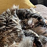 Zoa a rejoint le concours — aidez-le/la à gagner de superbes lots ! cat, tabby, sleeping, fluffy, fur, couch, pillow, yellow_pillow, relaxing, pet, indoor, cozy, animal, whiskers, paw, tail, cute, napping, domestic_cat, feline