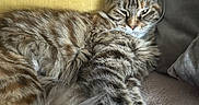 Zoa a rejoint le concours — aidez-le/la à gagner de superbes lots ! cat, tabby, feline, pet, animal, fluffy, fur, relaxed, sleepy, couch, pillow, indoor, home, cozy, resting, closeup, whiskers, ears, paw, domestic