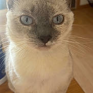 Sammy joined the competition — help win amazing prizes! cat, kitten, blue_eyes, portrait, sitting, indoors, wooden_floor, whiskers, fur, cream_fur, gray_points, ears, nose, paws, pet, animal, close_up, symmetrical, home, photography