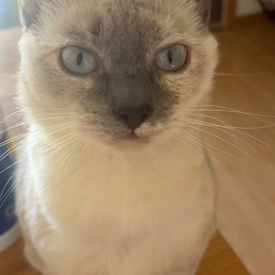Sammy joined the competition — help win amazing prizes! cat, kitten, blue_eyes, portrait, sitting, indoors, wooden_floor, whiskers, fur, cream_fur, gray_points, ears, nose, paws, pet, animal, close_up, symmetrical, home, photography