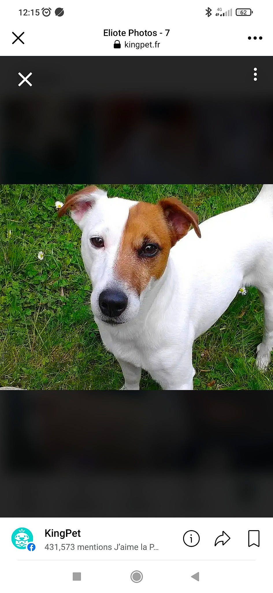 Eliot participe au concours pour gagner de l'argent avec cette photo : ancient_dog_breeds, carnivore, collar, companion_dog, dog, dog_breed, fawn, plant, snout, terrestrial_animal, terrier, whiskers, working_animal