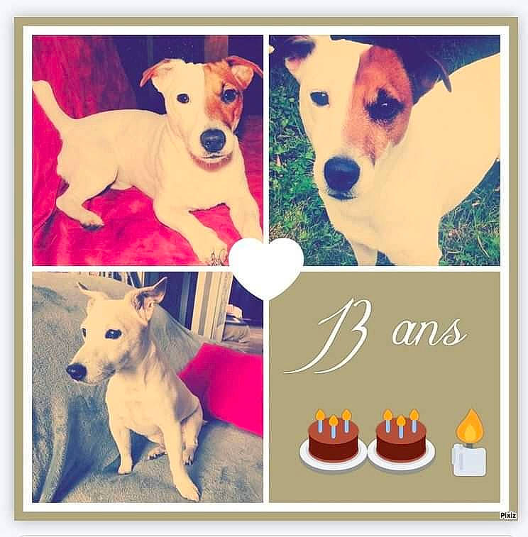 Eliot participe au concours pour gagner de l'argent avec cette photo : carnivore, collar, companion_dog, dishware, dog, dog_breed, dog_collar, dog_supply, fawn, font, happy, mammal, pet_supply, photo_caption, product, rectangle, vertebrate, white, working_animal, yellow